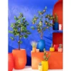 Drzewko sztuczne ORANGE 130 cm*J-Line Hot