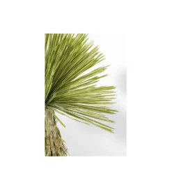 Kwiat sztuczny PALMA 170 cm*KDesign Online
