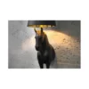 Lampa podłogowa Koń Horse Black Beauty czarna*Invicta Interior Discount