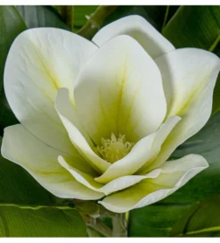 Magnolia sztuczna 100 cm*Exclusivas