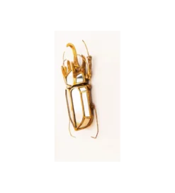 Ozdoba ścienna BEETLE 28 cm x 37 cm*KDesign Outlet