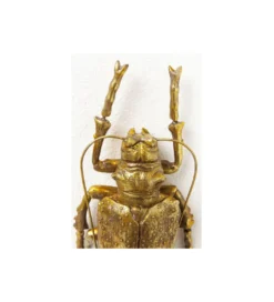 Ozdoba ścienna LONGICORN BEETLE złota*KDesign Online
