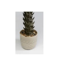 Sztuczna roślina CYCAS 70 cm*KDesign Clearance