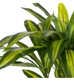 Sztuczna roślina DRACAENA 110 cm*Zona-Design Online