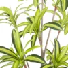Sztuczna roślina DRACENA 210 cm*Zona-Design Clearance