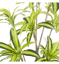 Sztuczna roślina DRACENA 210 cm*Zona-Design Clearance
