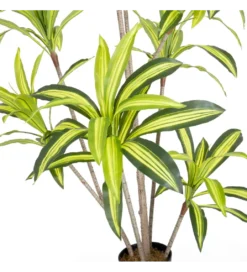 Sztuczna roślina DRACENA 180 cm*Zona-Design Clearance